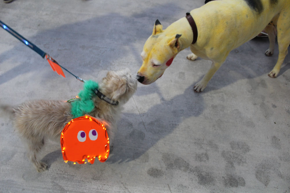 Pet Masquerade 2018 photo - Duval Street, Key West